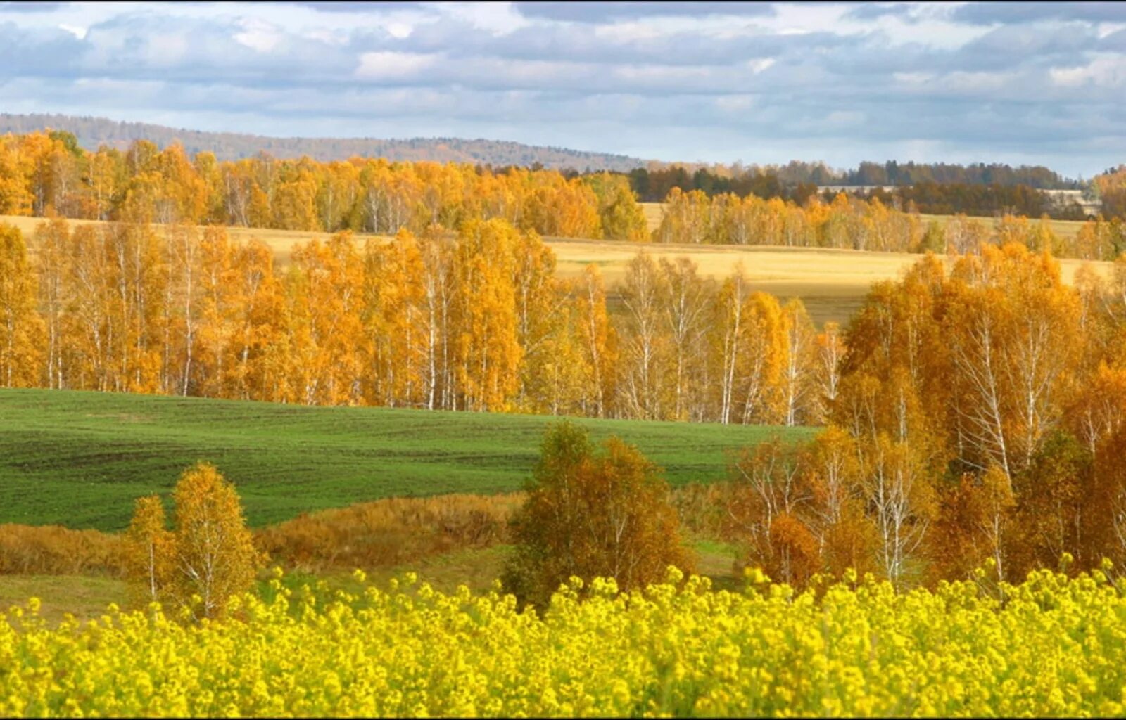 Осень Сибирь поле. Осенние просторы России. Осень в средней полосе России. Русские просторы осенью
