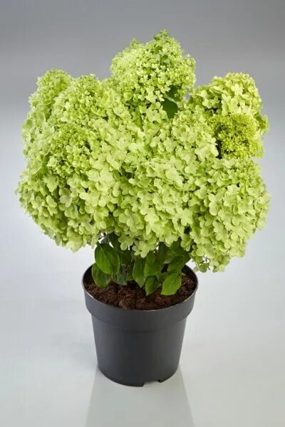 Саджанці купити в Україні Гортензія волотиста (мітлоподібна)(Hydrangea paniculat
