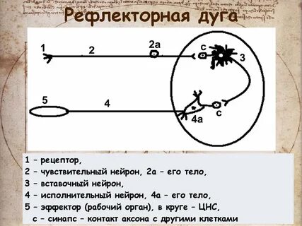Безусловный мочеиспускательный рефлекс