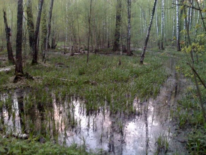 Московское болото. Мезотрофное болото в Москве. Старьковское болото. Нижнесеребрянское болото в Измайлово. Скоморошино болото Угличский район.