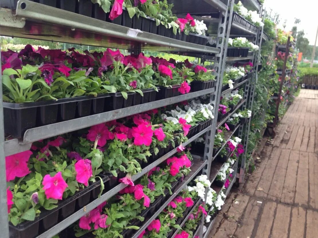 Лучший магазин рассады