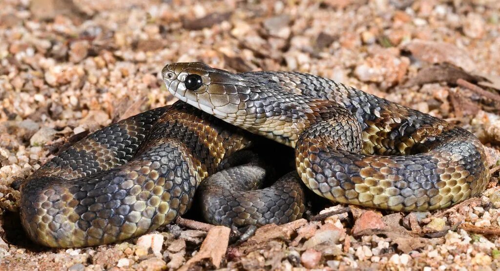 Snakes are dangerous. Poisonous Snake. Филиппинские змеи. Tiger Snake. Belchers Snake.