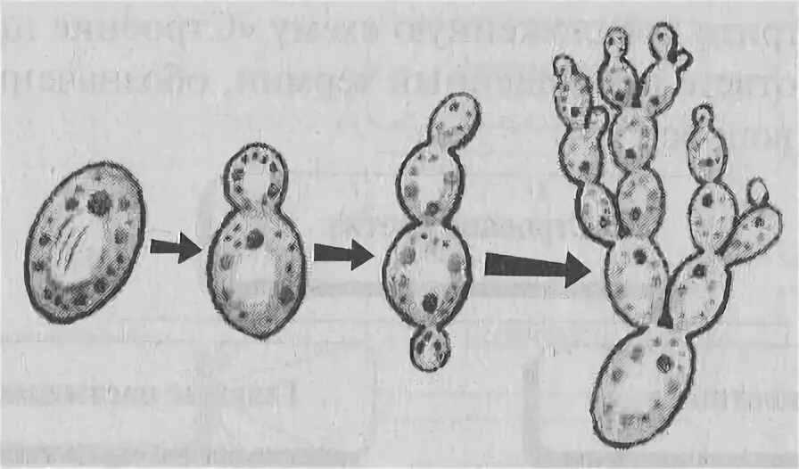 Дрожжи образование спор. Размножение дрожжей. Бесполое размножение дрожжей. Размножение дрожжей биология. Почкование дрожжей рисунок биология.