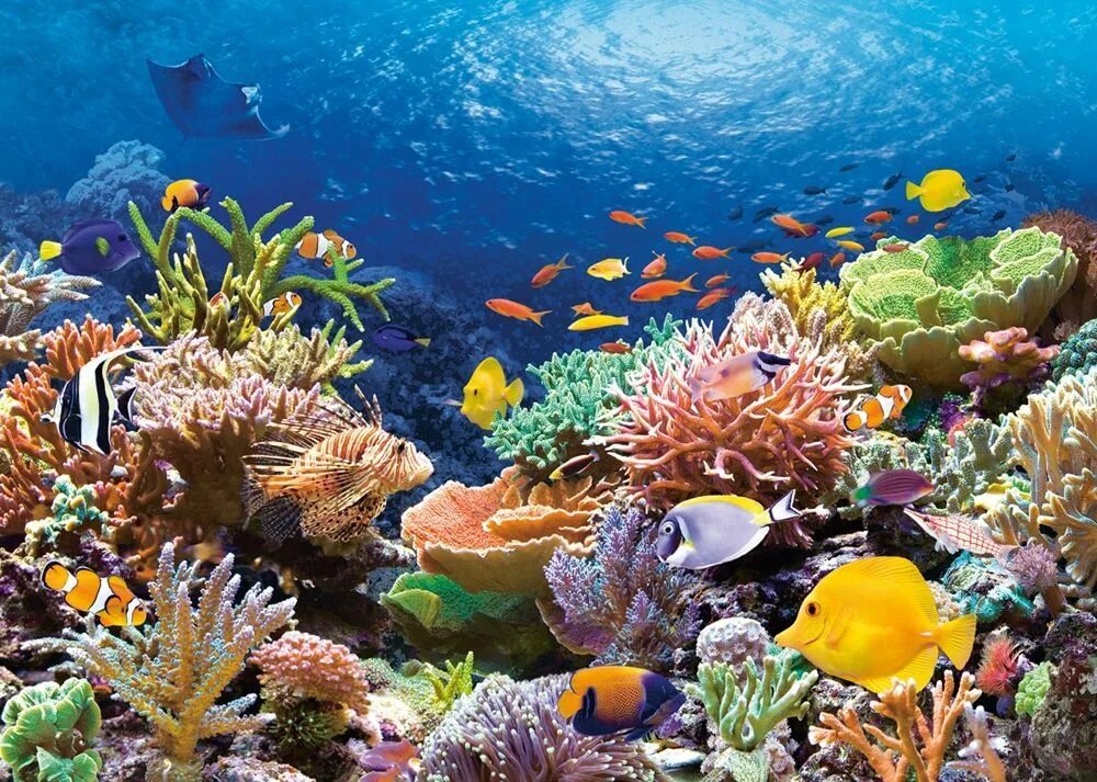 Красивые коралловые рифы. Коралловый риф в Шарм Эль Шейхе. Большой Барьерный риф кораллы. Большой Барьерный риф Австралия подводный мир. Большой Барьерный риф в коралловом море.