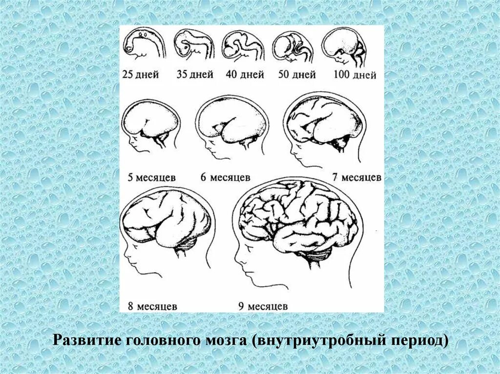 Развитие головного мозга. Этапы развития мозга человека. Формирование мозга внутриутробно. Этапы развития человеческого мозга.