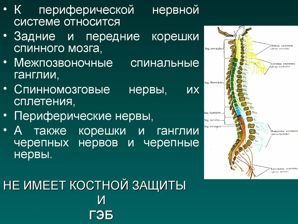 Топографическая анатомия периферической нервной системы. Структуры спинномозговых нервов. Периферическая нервная система спинномозговые нервы. Структура спинномозгового нерва. Какую функцию выполняет спинной мозг у акулы