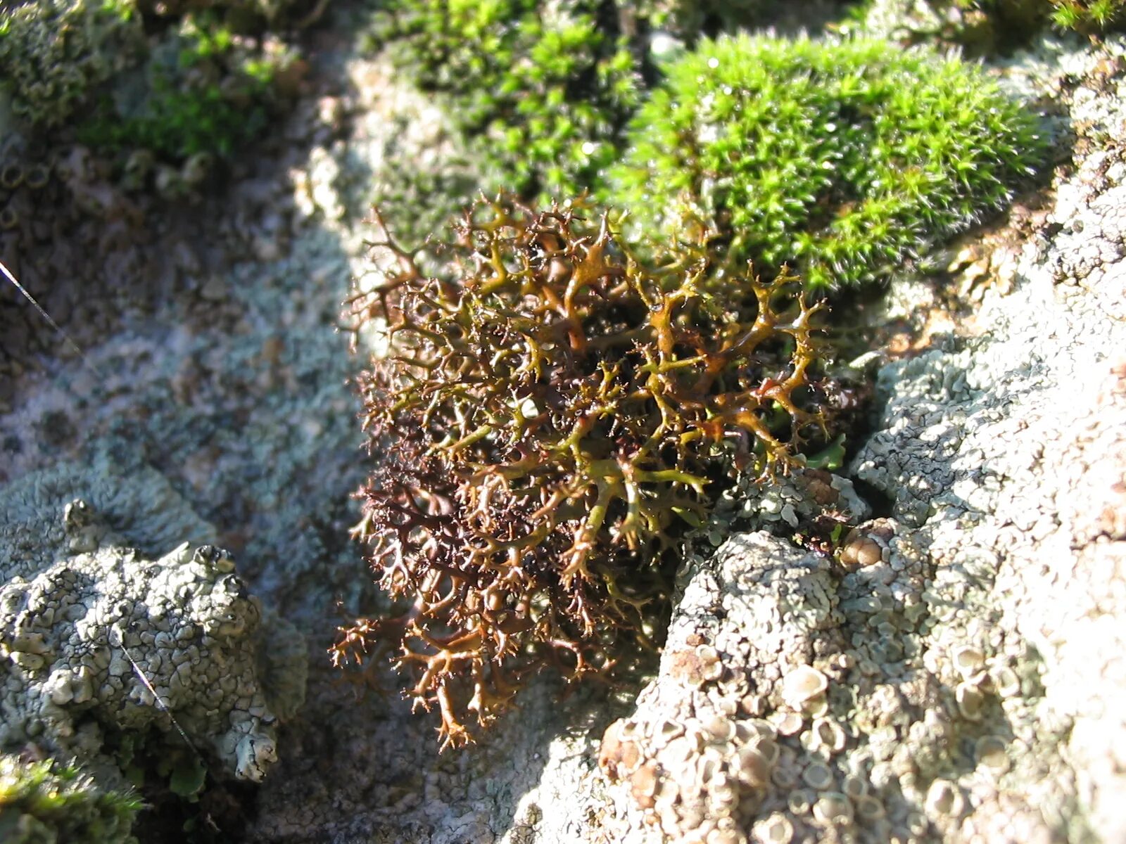 Cetraria steppae. Лишайник цетрария Исландская. Цетрария Исландская, исландский мох. Цетрария Степная.