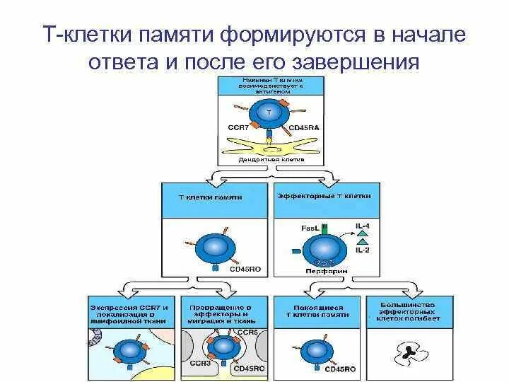 Т клетки иммунологической памяти это. Формирование клеток памяти схема. Формирование клеток памяти иммунология. Т клетки иммунной памяти функция. Т клетки образуются