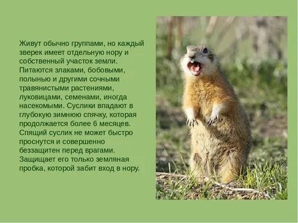 Какая среда обитания у суслика