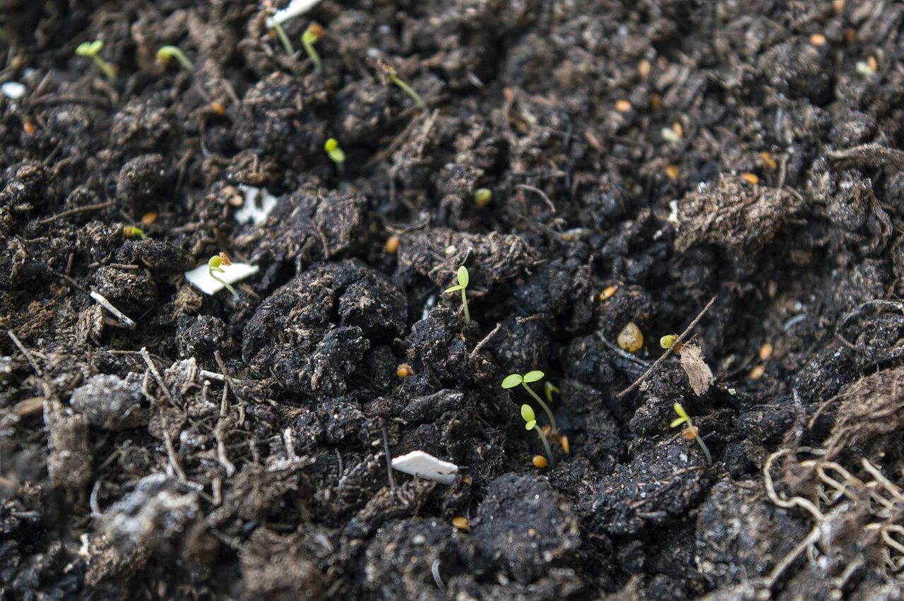 Грунт для рассады. Подготовка грунта для рассады. Торфогрунт для рассады. Почва для рассады. Почва под рассаду.