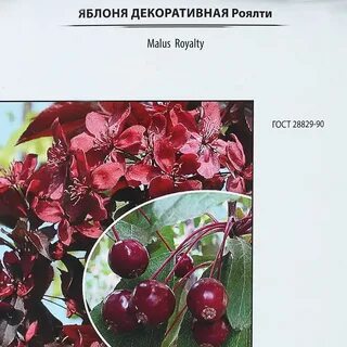 Яблоня роялти описание
