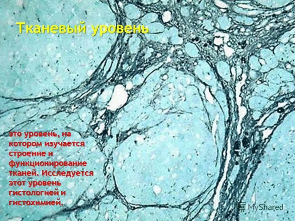 Тканевой уровень жизни. Тканевый уровень. Тканевый уровень организации. Органо тканевый уровень организации. Уровни организации жизни тканевый уровень.