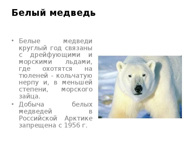 Картинки РАССКАЗАТЬ ПРО БЕЛОГО МЕДВЕДЯ