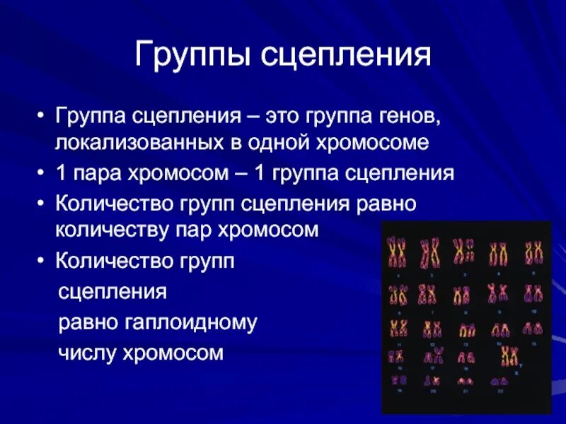 Количество групп сцепления. Группа сцепления это. Число групп сцепления у человека. Хромосома это группа сцепления генов.