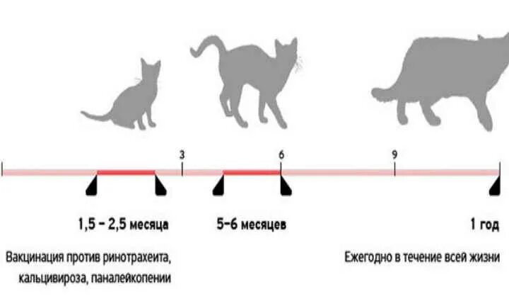 Первая прививка котенку возраст. Схема вакцинации кошек. Схема прививок для кошек. Схема вакцинации собак и кошек. Схема вакцинации кошек Нобивак.
