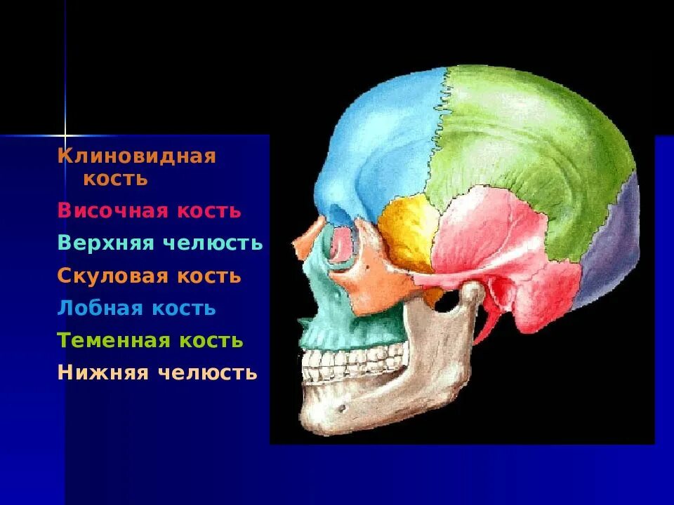 Височная теменная кость. Клиновидная и височная кость черепа. Гиперостоз лобной кости черепа. Клиновидной кости черепа рентген. Височная кость и клиновидная кость.