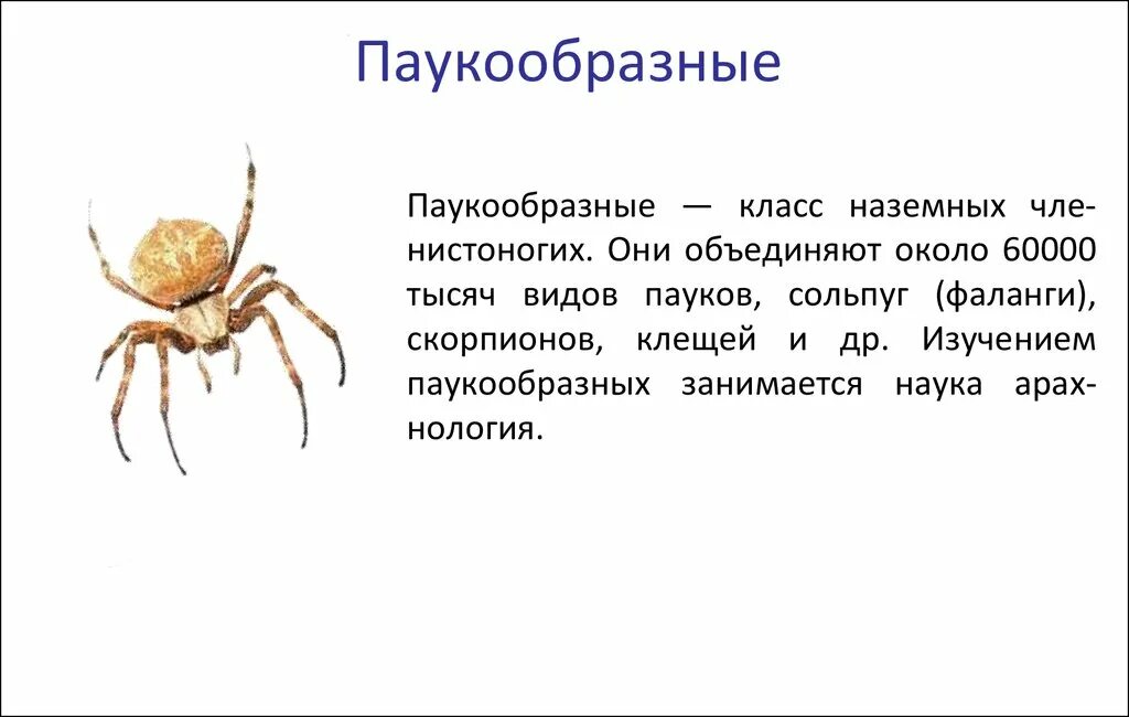 Паукообразные 7 класс биология. Тема паукообразные 7 класс биология. Темы по биологии класс паукообразных. Класс паукообразных информация. Биология паукообразные тест