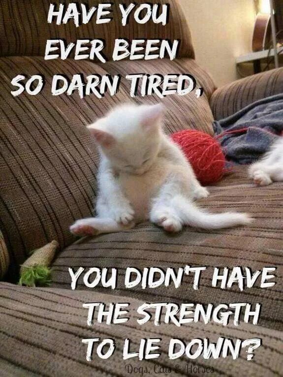 Опять праздник. Сонный кот. Очень сонно. Заспанный кот. Очень сонно.