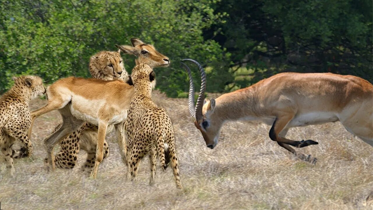 Леопард и антилопа. Leopard vs Chita. Гибрид леопарда и антилопы в выдающихся зверей.