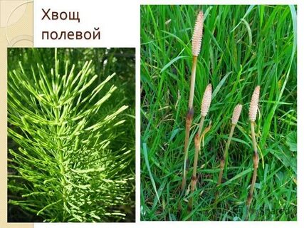 Ромашка хвощ полевой