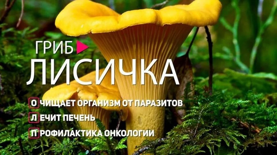 Светлые лисички грибы. Грибы лисички. Гриб лисичка польза для человека. Лисички польза. Грибы лисички польза вред.