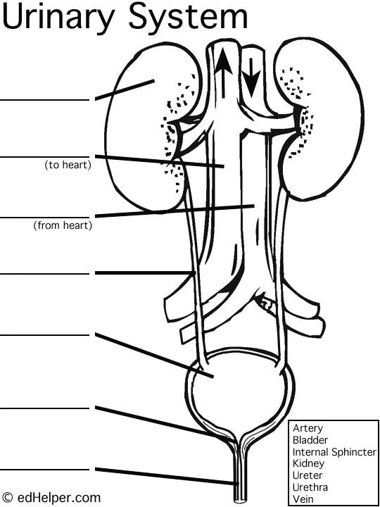 Urinary system. Urinary System рисунок. Urinary System Worksheet. Urinary Organs.