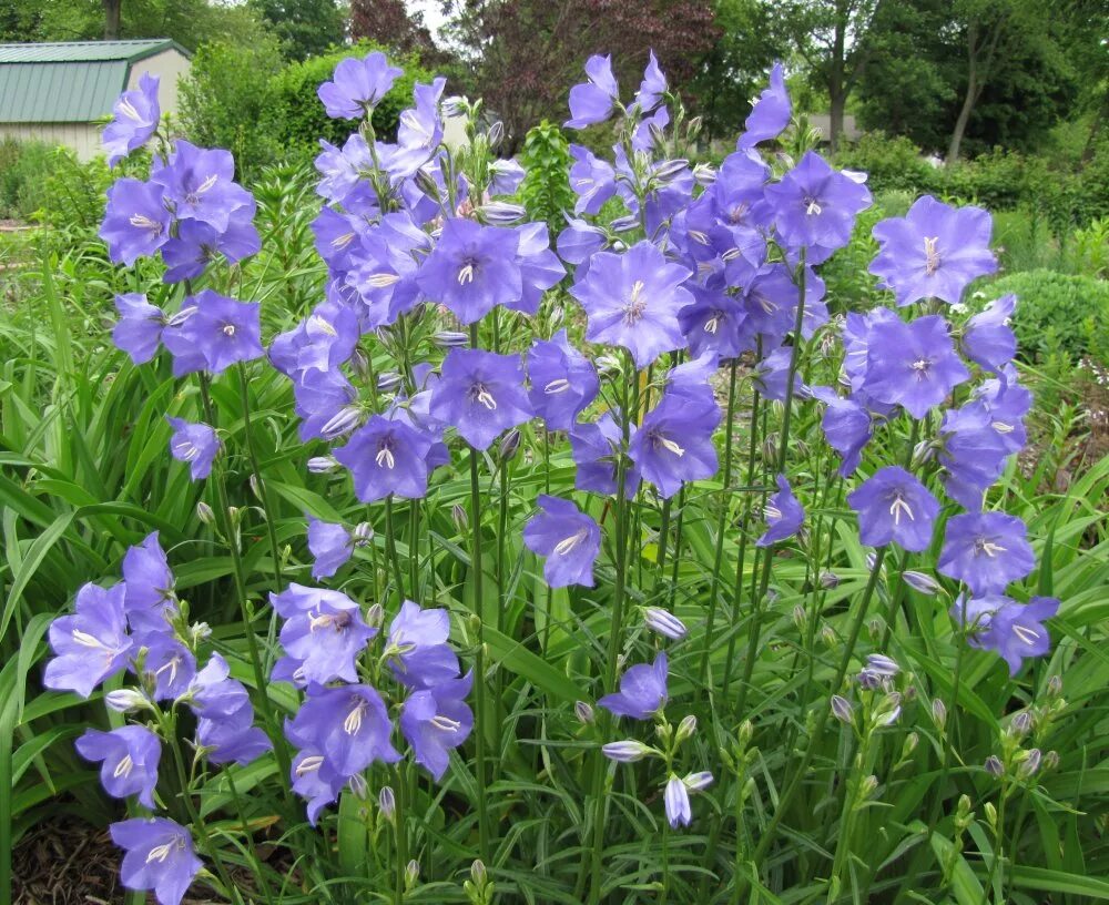 Колокольчик персиколистный (Campanula persicifolia). Колокольчик персиколистный (Campanula persicifolia l.). Колокольчик персиколистный (Campanula persicifolia `Takion Blue`). Колокольчик "Ажур Бьюти" (персиколистный махровый синий). Колокольчик посадка и уход в открытом