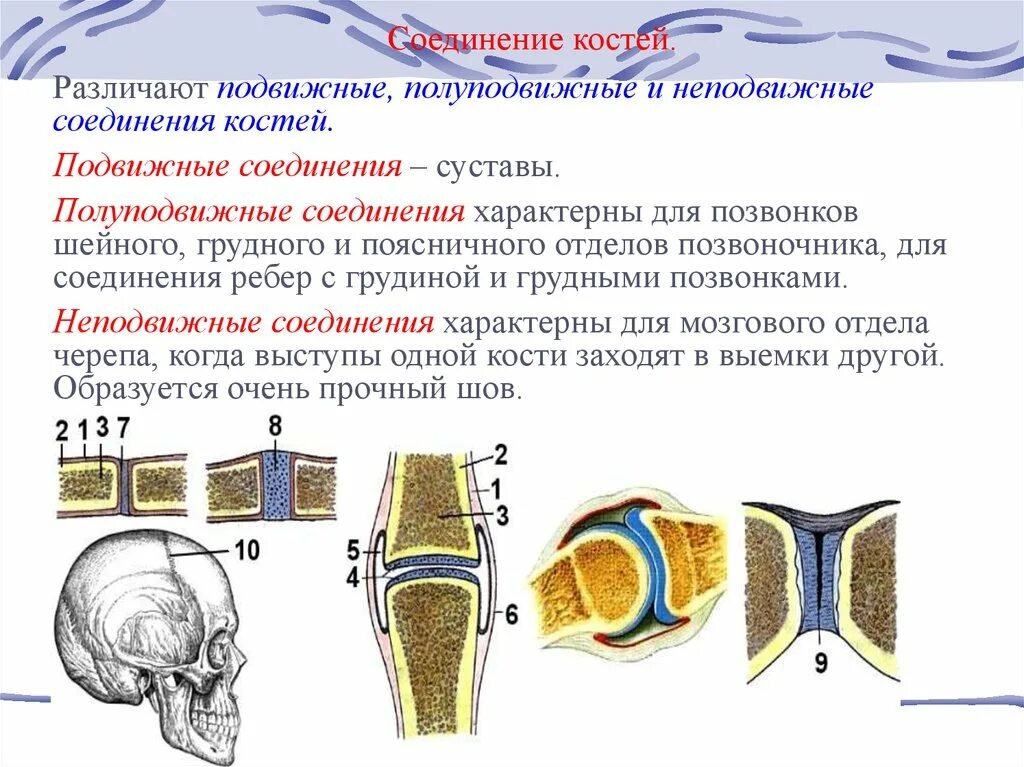 Полуподвижные и неподвижные кости. Неподвижные полуподвижные и подвижные соединения костей. Соединение костей неподвижные полуподвижные суставы. Неподвижный Тип соединения костей. Соединение костей полуподвижные и подвижные кости.