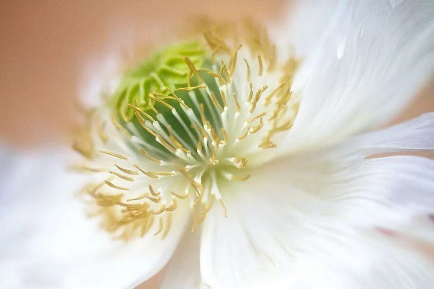 Фотограф Мэнди Дишер. Британская художница Мэнди Дишер. Самый красивый цветок в мире который существует. Mandy фотограф. Удивительная нежность