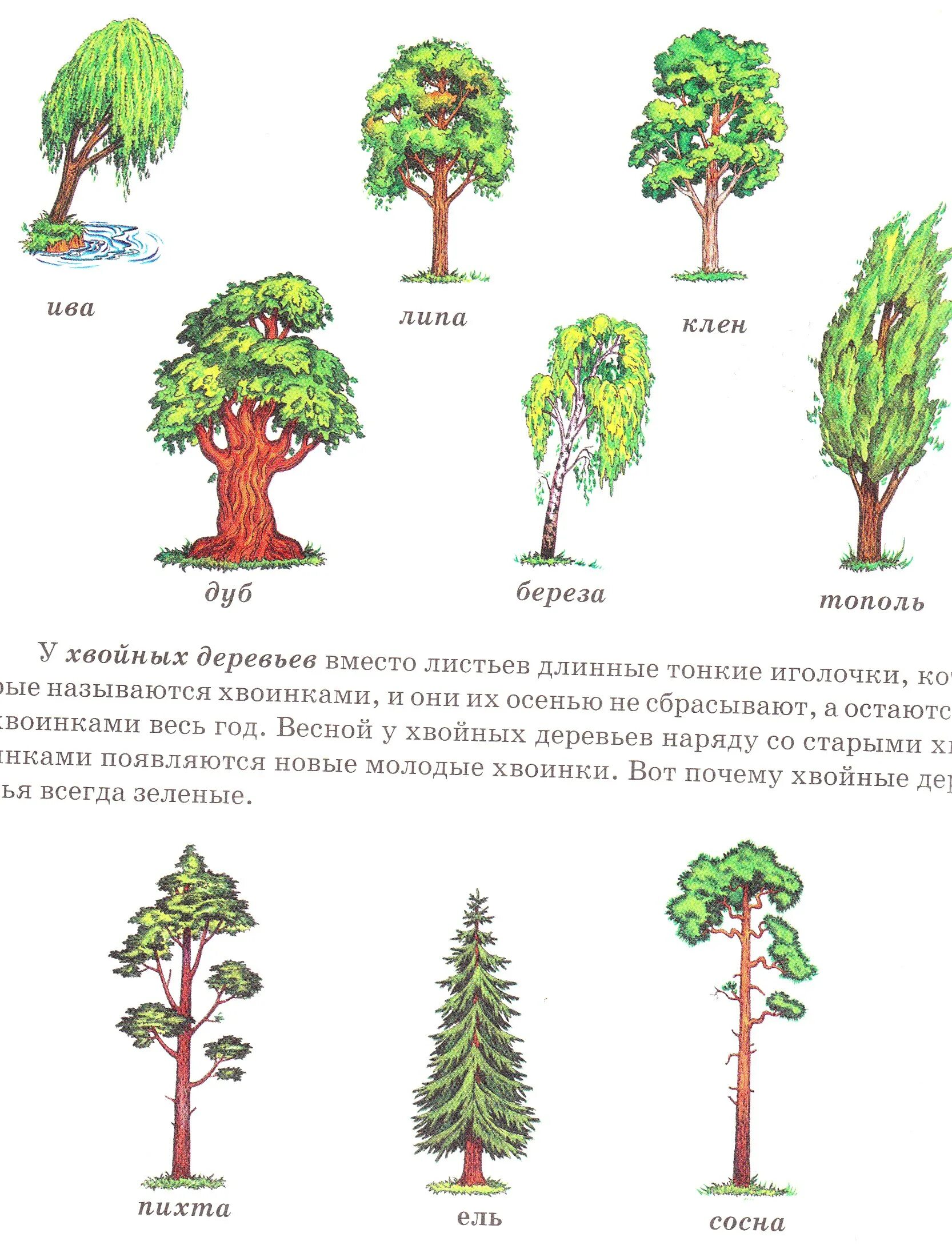Хвойные и лиственные деревья задания для дошкольников. Хвойные деревья задания для дошкольников. Лиственные деревья задания для дошкольников. Лиственные и хвойные деревья для дошкольников. Рассмотрите дерево поближе и вы заметите