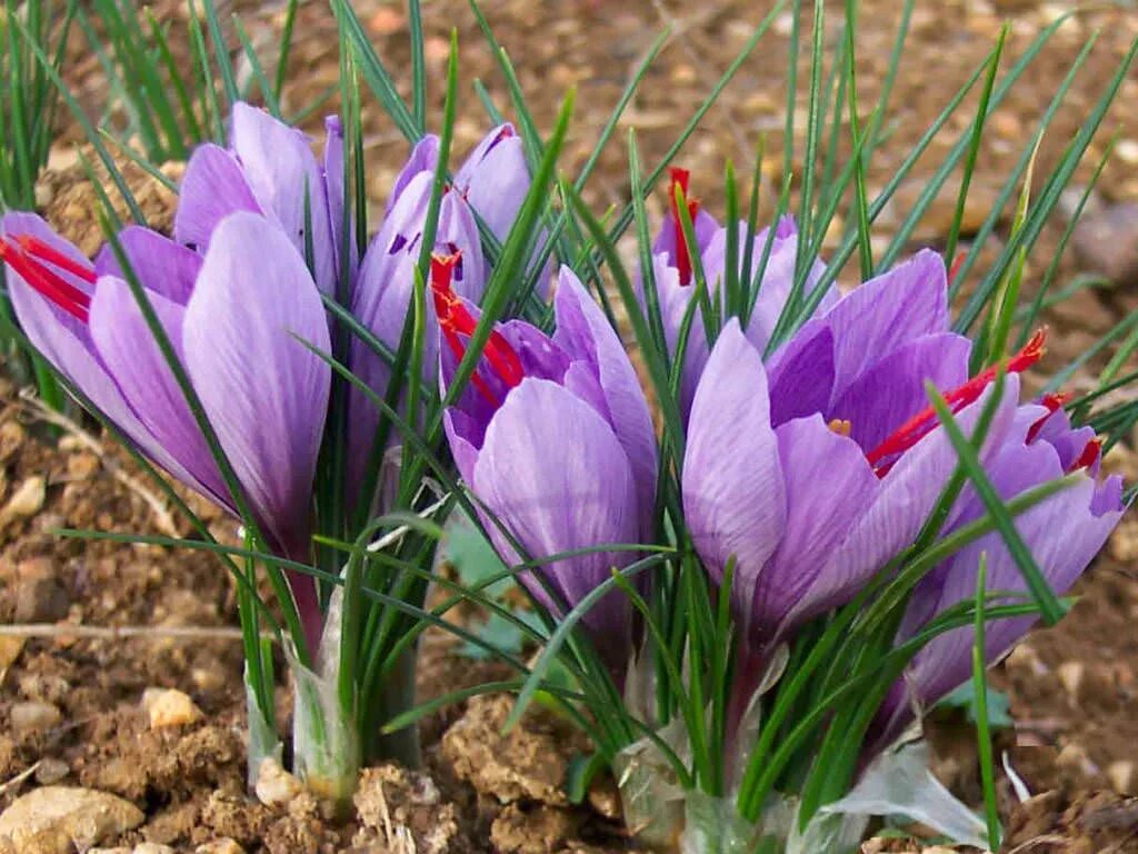 Крокус город где. Шафран - Crocus sativus.. Крокус Шафран посевной. Sativus Saffron Крокус. Крокус Шафран цветок.
