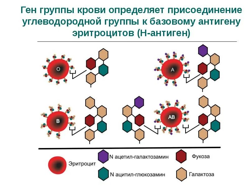 Ген антиген