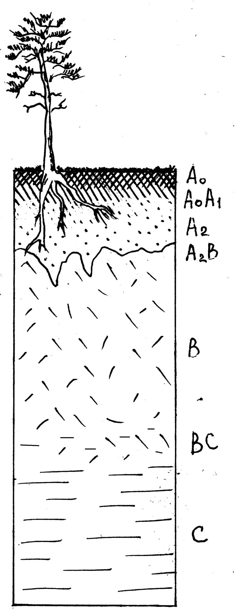 Строение профиля почвы. Структура почвы почвенные горизонты. Строение почвы (схема). Почвенный профиль рисунок. Как определить почвенный слой 4 класс.