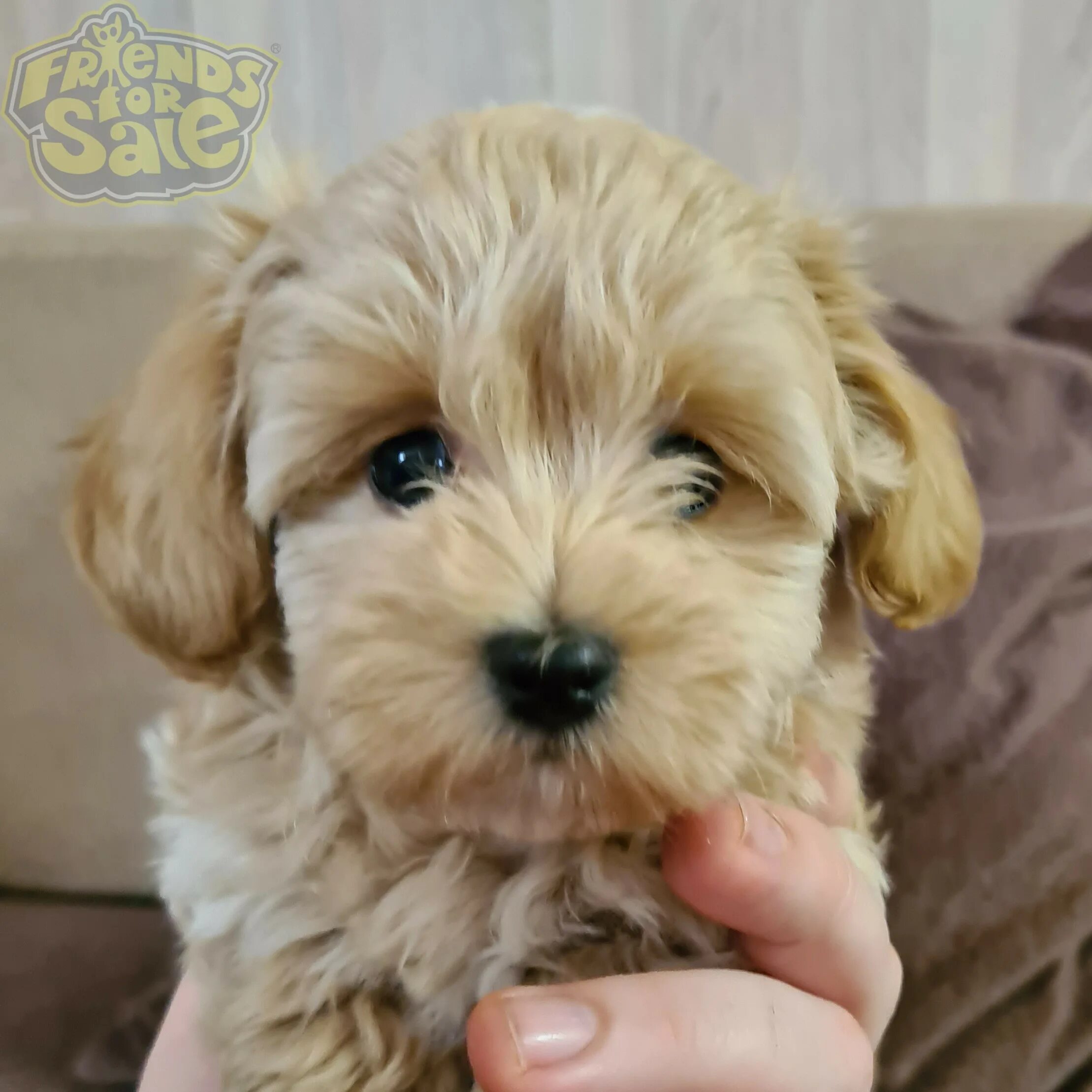 стрижки мальтипу мальчиков. мальтипу браун. мальтипу золотистый. мальтипу гибрид ф2. стрижки мальтипу щенков мальчиков.