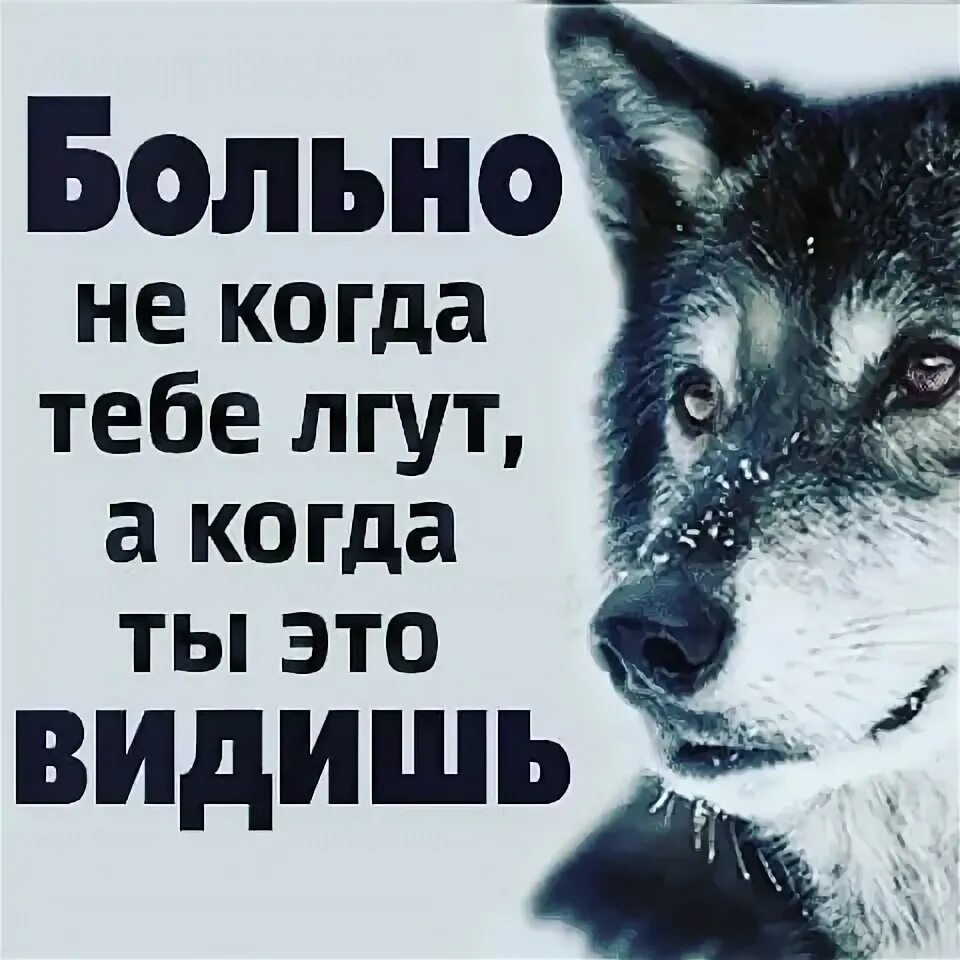 Не видел не поверишь. НП люблю когда люди врут. Картинки когда врут. Больше всего не люблю когда мне врут. Волк не верь.