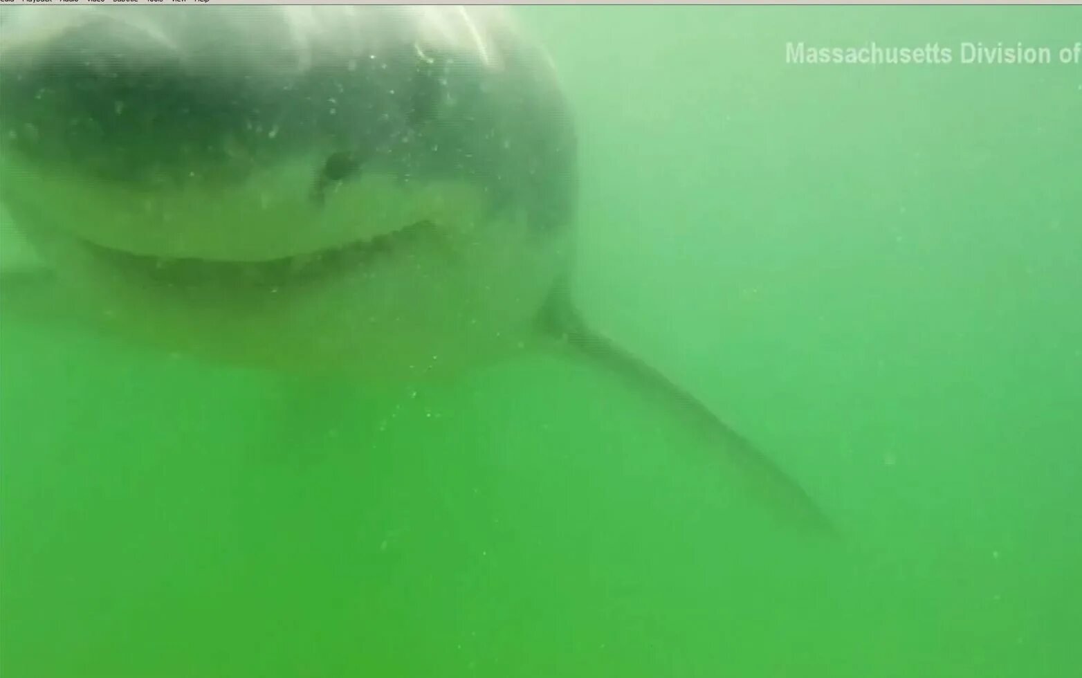 Акулы боятся пузырьков. Почему акулы боятся пузырьков воздуха. Правда что акулы боятся пузырьков