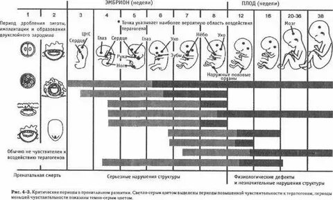 Период развития в организме зародыша