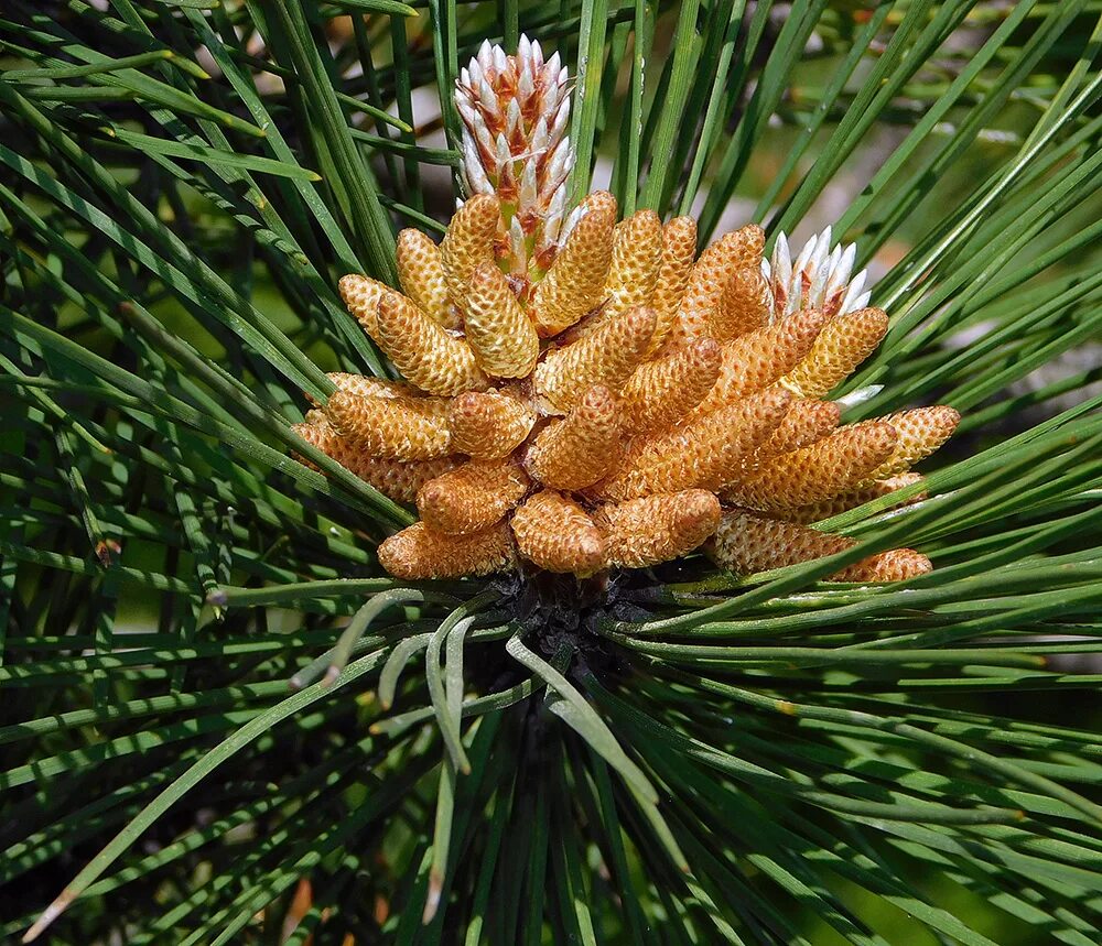 Pinus pallasiana. Pinus pallasiana Lamb. Сосновые (порядок). Сосновые (семейство). Сосновые порядок хвойные