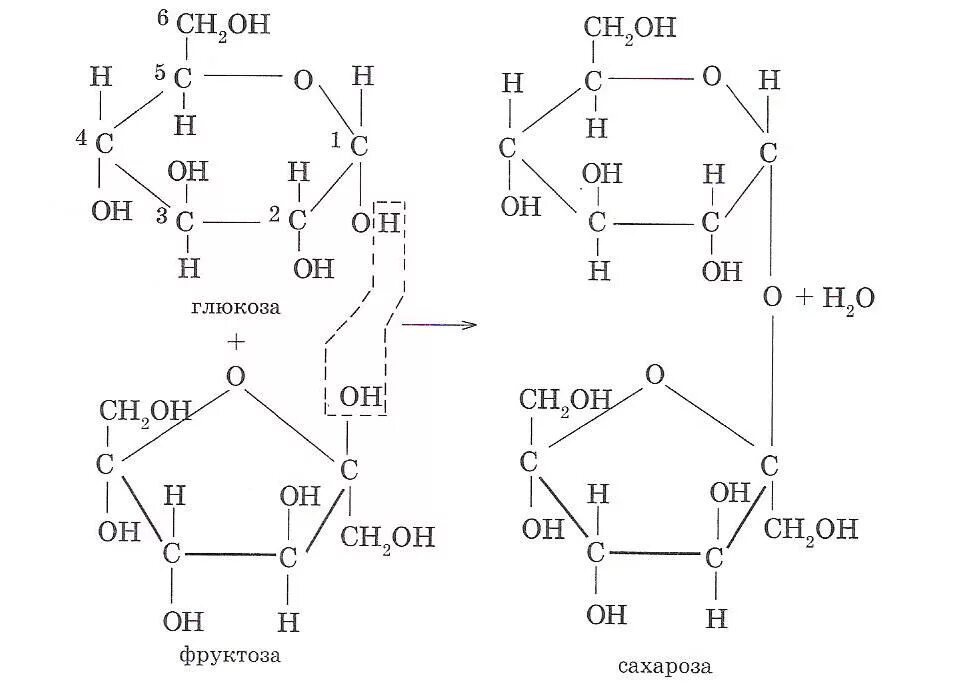 Глюкоза фруктоза сахароза формулы. Глюкоза фруктоза сахароза. Формула фруктозы и сахарозы. Образование сахарозы Глюкозы и фруктозы.