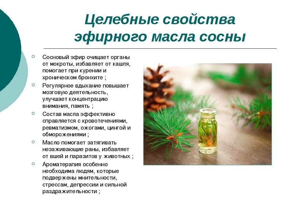 Лекарственное использование сосны. Эфирные масла хвойных деревьев. Полезные свойства хвои. Эфирное масло сосны обыкновенной. Хвойные иглы применение