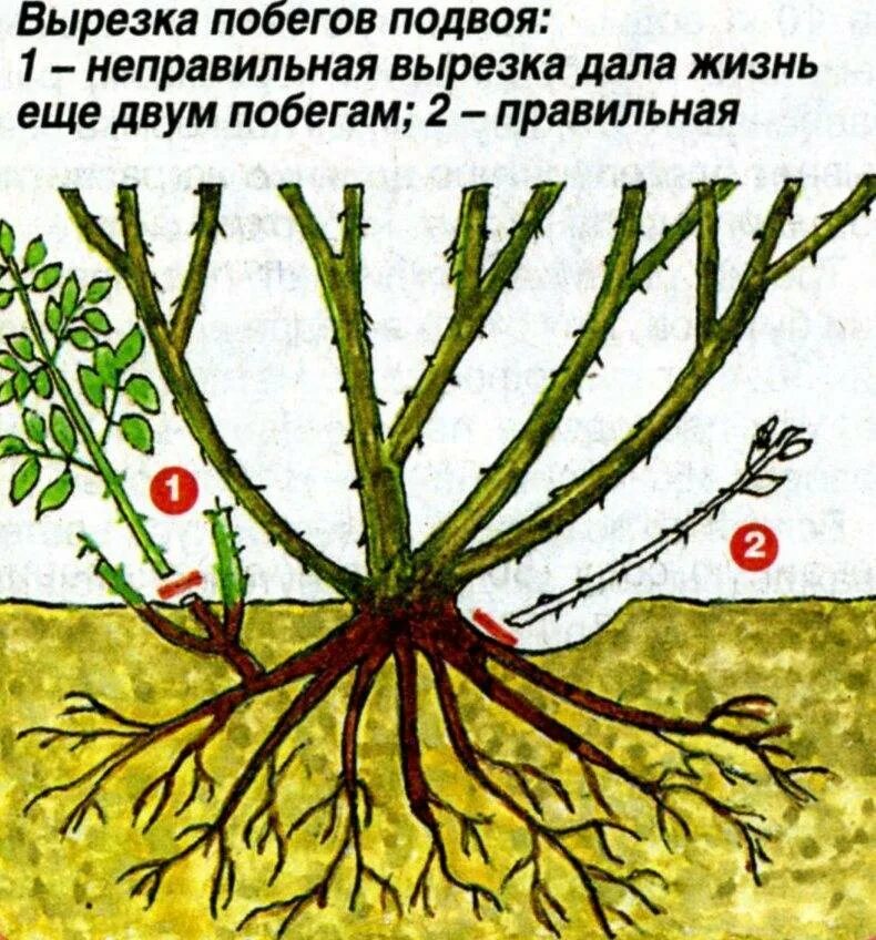 Сколько воды надо розам. Базальные побеги у роз что это. Побеги плетистой розы. Дикий побег у розы.