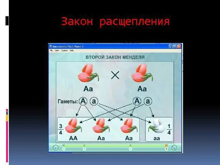 Закон расщепления. Закон расщепления Менделя. Второй закон Менделя расщепление. Закон расщепления признаков. Расщепление в отношении 3 1