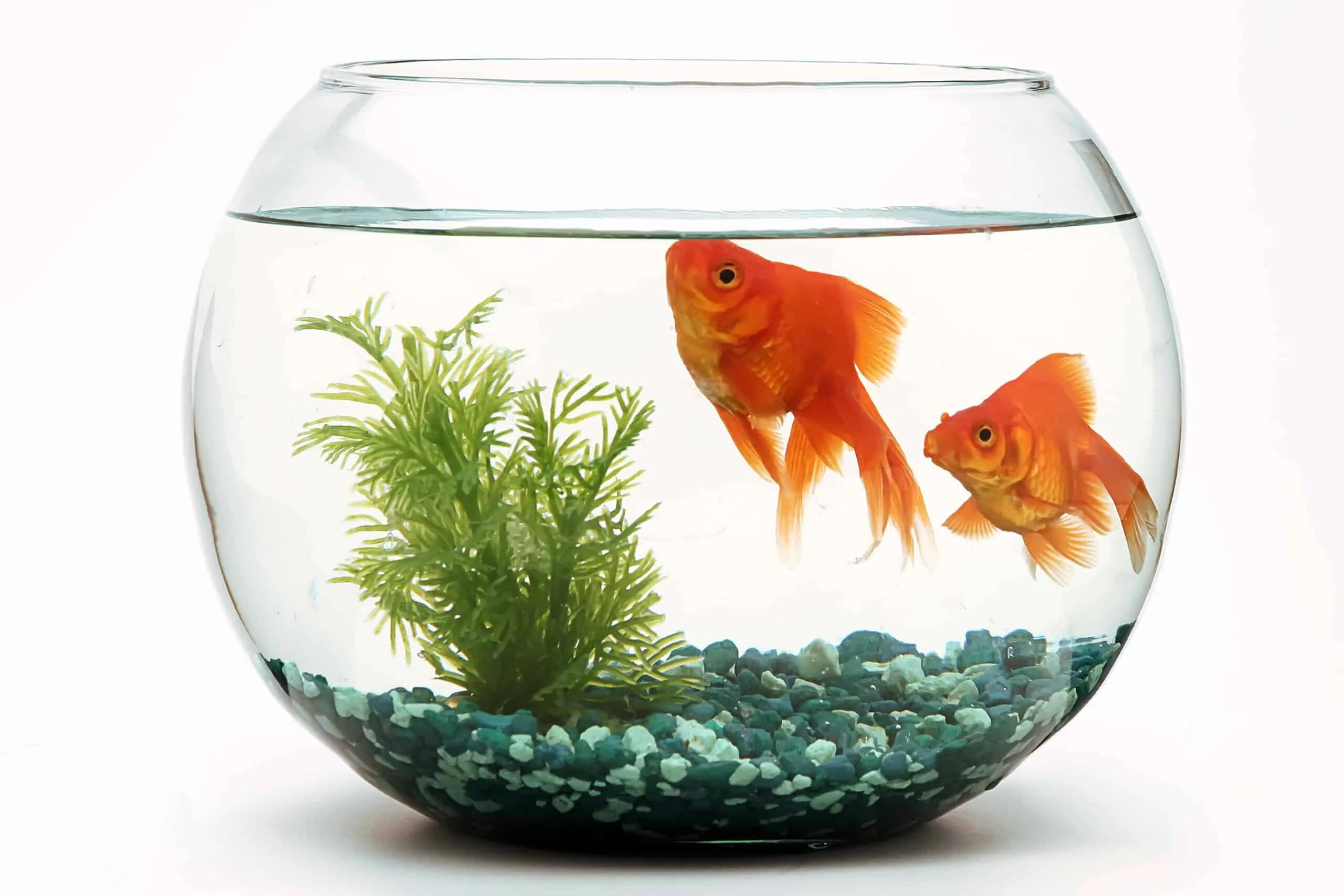 Pets fish. Рыбки для аквариума. Золотая рыбка в аквариуме. Золотая рібка в аквариуме. Золотая рыбка в оквариум.