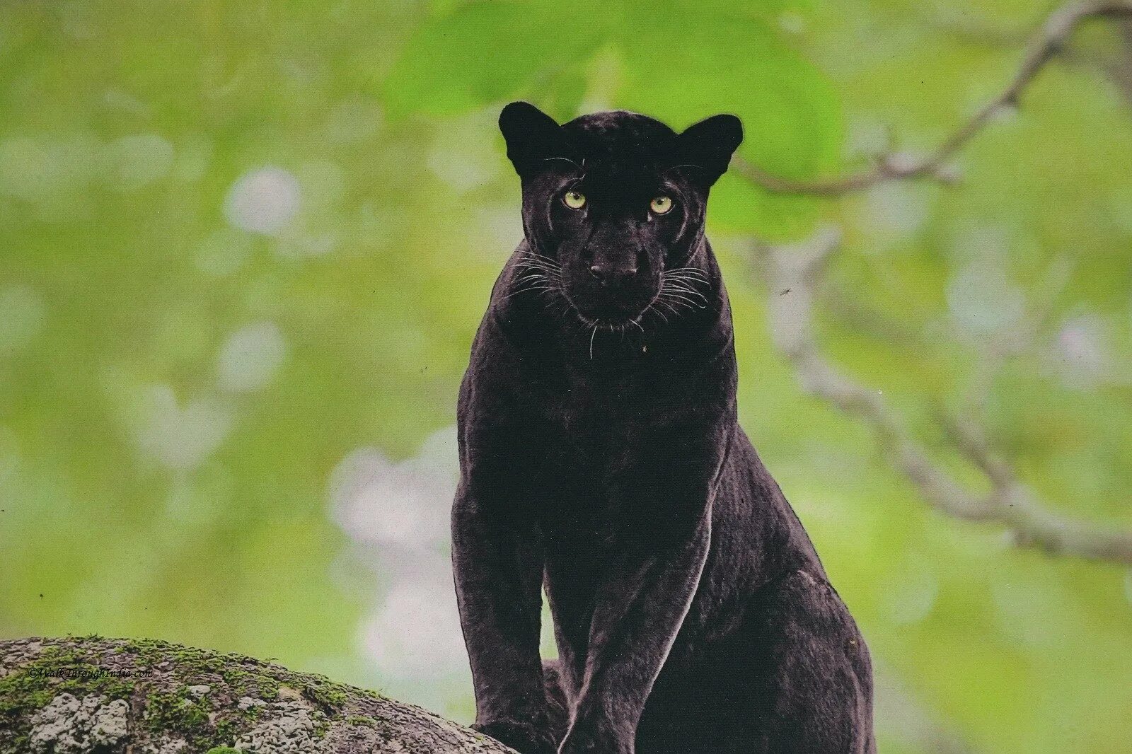 Тип пантера. Черная пантера nat geo wild. индийская пантера. пантера в индии. нат гео вайлд черная пантера.