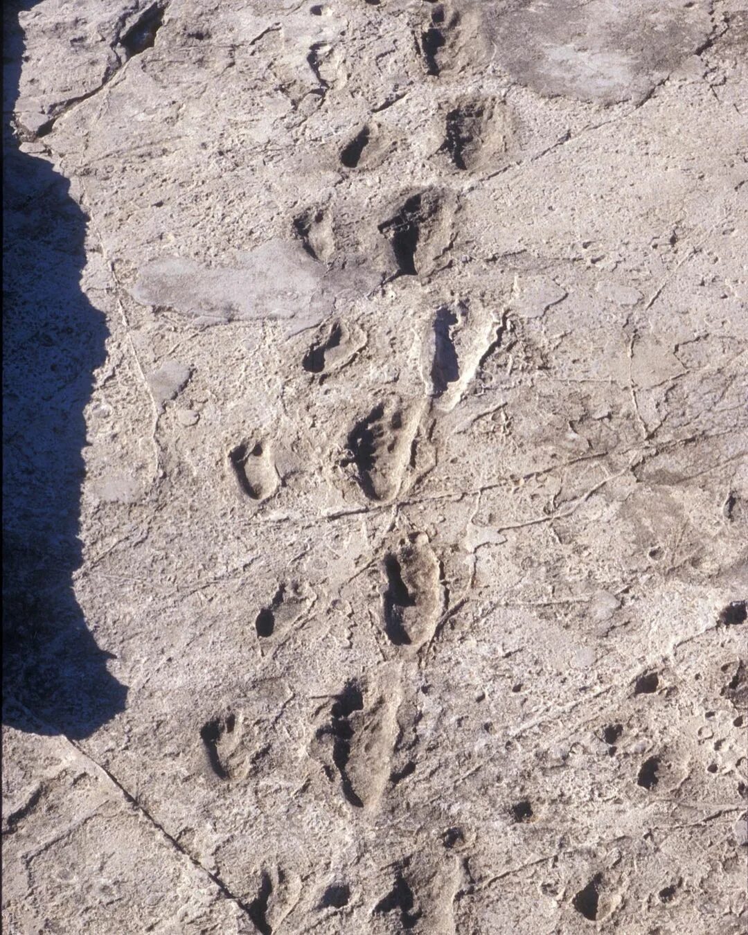 Древний след. Следы австралопитеков Танзания. Следы в Лаэтоли. Окаменелые следы человека и динозавра. Окаменелые следы в Лаэтоли.