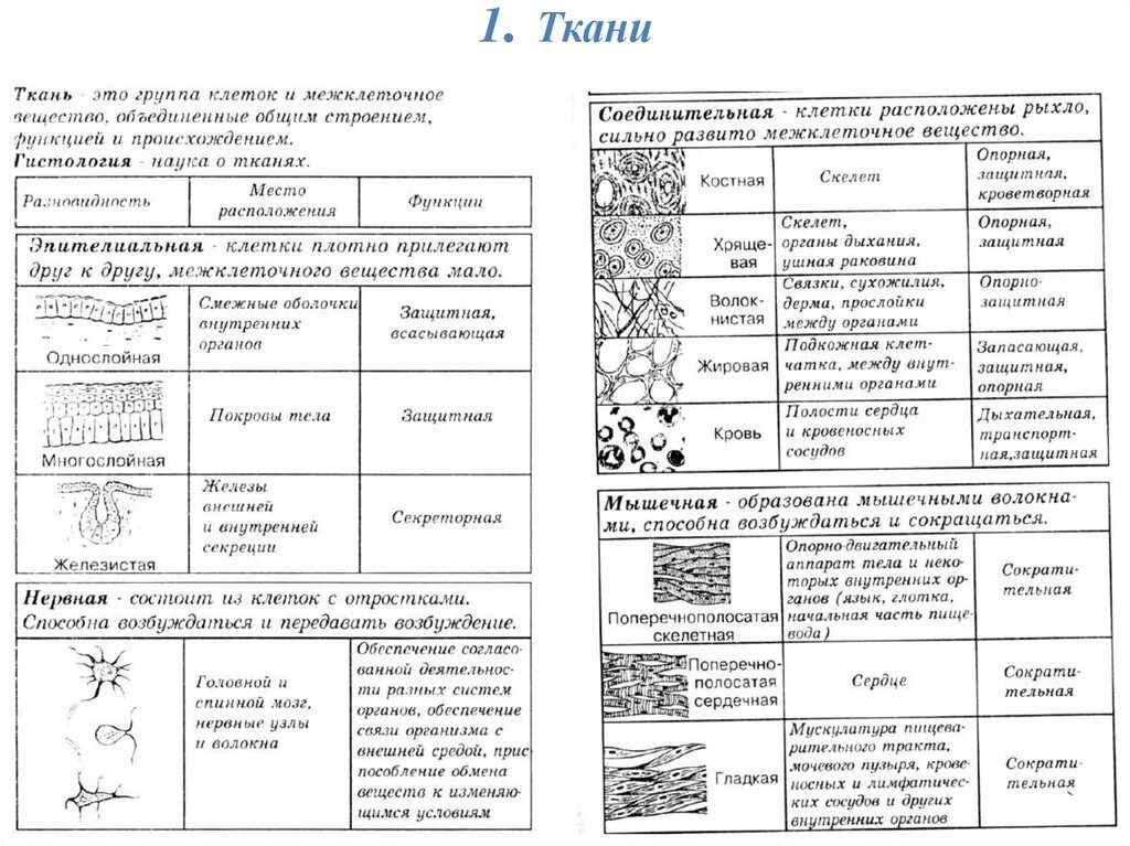 Таблица ткань строение рисунок. Ткани человека ЕГЭ биология таблица. Таблица ткани человека строение и функции. Группы тканей человека и их функции таблица. Таблица ткани человека группы тканей.