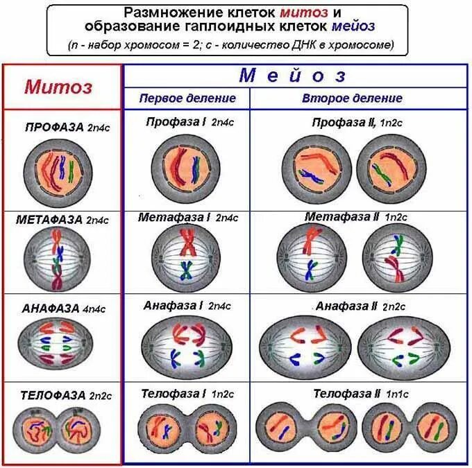 4n4c какая фаза. Схемы фаз митоза и мейоза. Фазы митоза и мейоза таблица. Митоз и мейоз по фазам. Деление клетки мейоз 1 фазы.