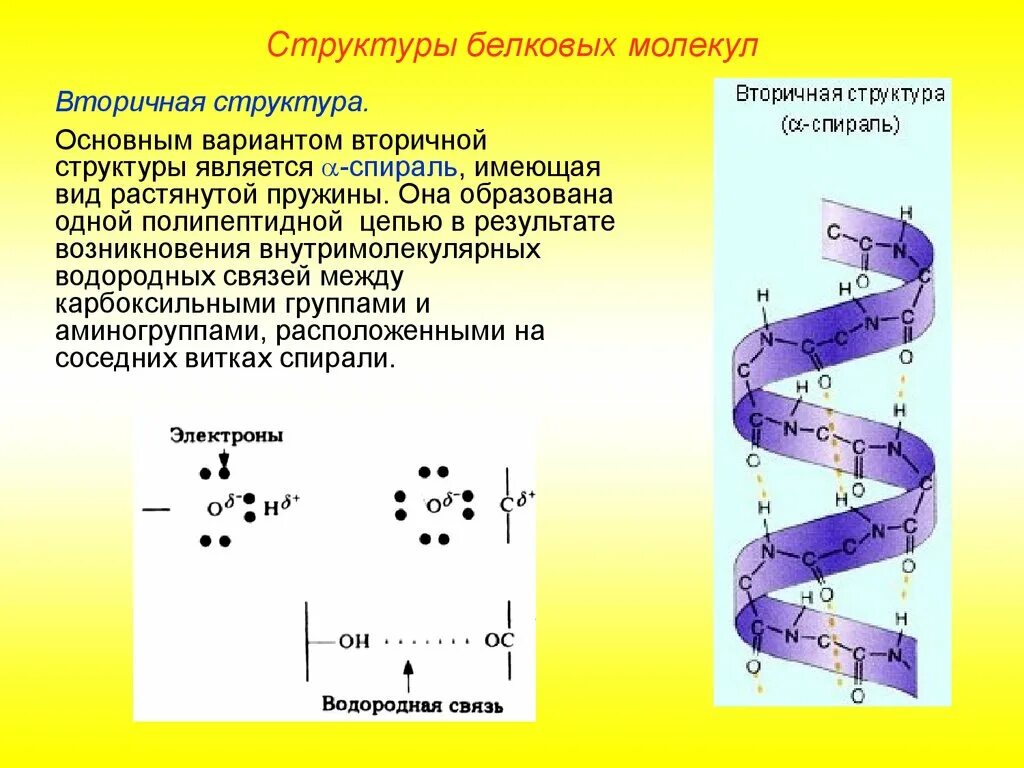 Связи удерживающие вторичную структуру белка. Типы вторичной структуры белка. первичная вторичная структура белковой молекулы. первичная структура белковых молекул. строение вторичной структуры белка.