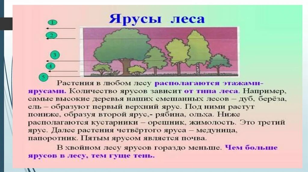 Роль ярусности в природном сообществе. Ярусы леса. Ярусы растительного сообщества. Растения второго яруса леса. Подземные ярусы леса.