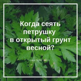 Петрушку в открытый грунт весной